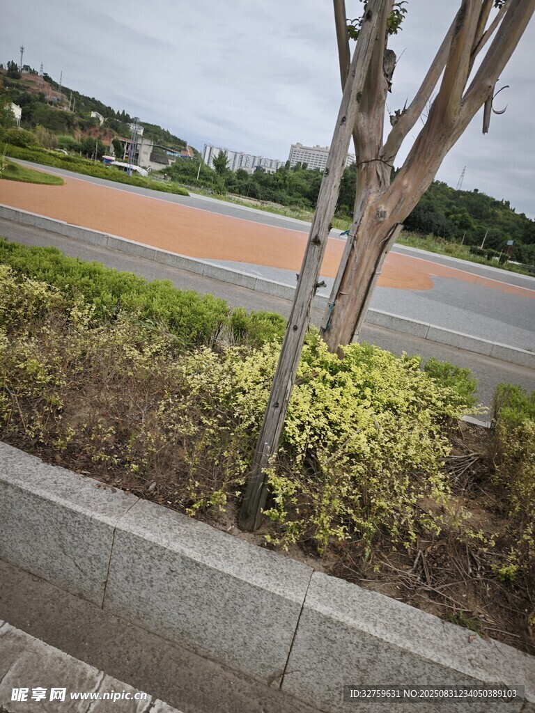 路边绿植与树干景观