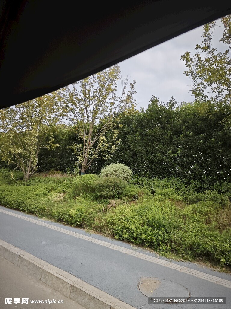 路边绿意盎然的景致