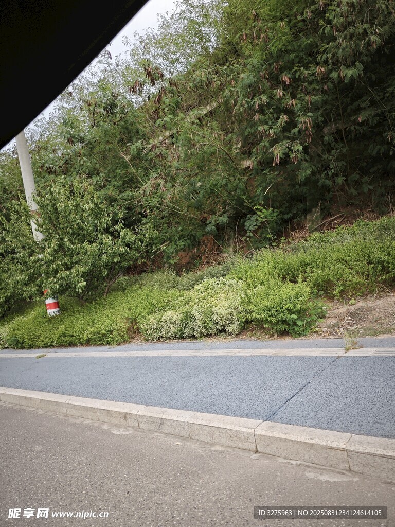 路边葱郁植被景观