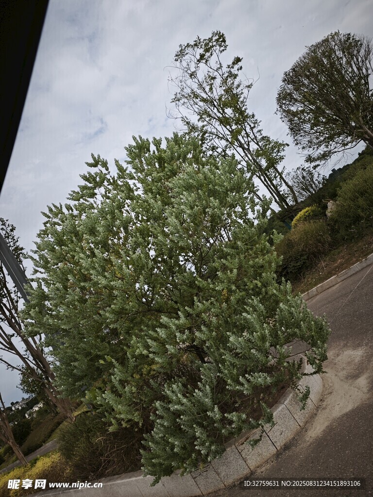 路边茂盛绿植