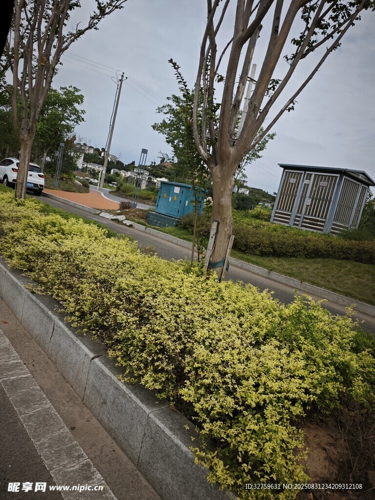 城市路边绿植景观