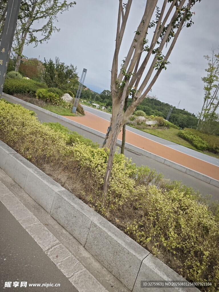 路边绿植景观