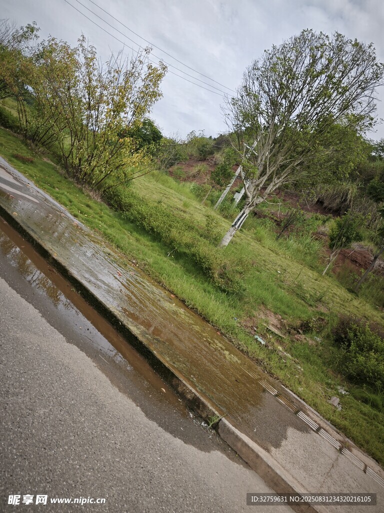 雨后路边湿润草地与树木