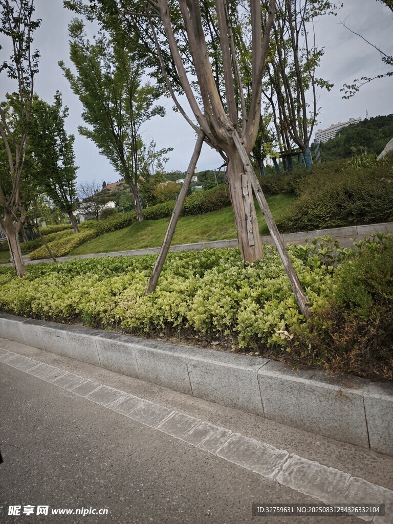 路边绿植景观