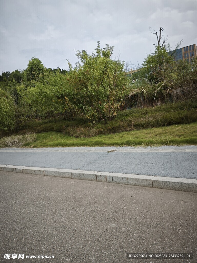 道路旁绿意盎然的自然景致