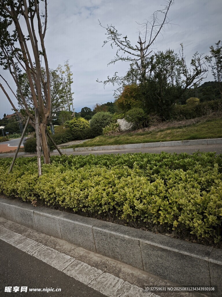 路边绿植景观