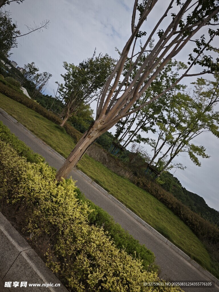 路边绿植与树木景观