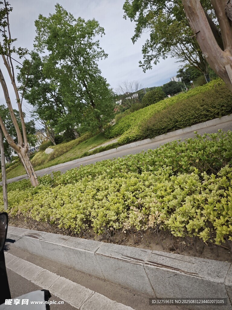 路边绿植景观