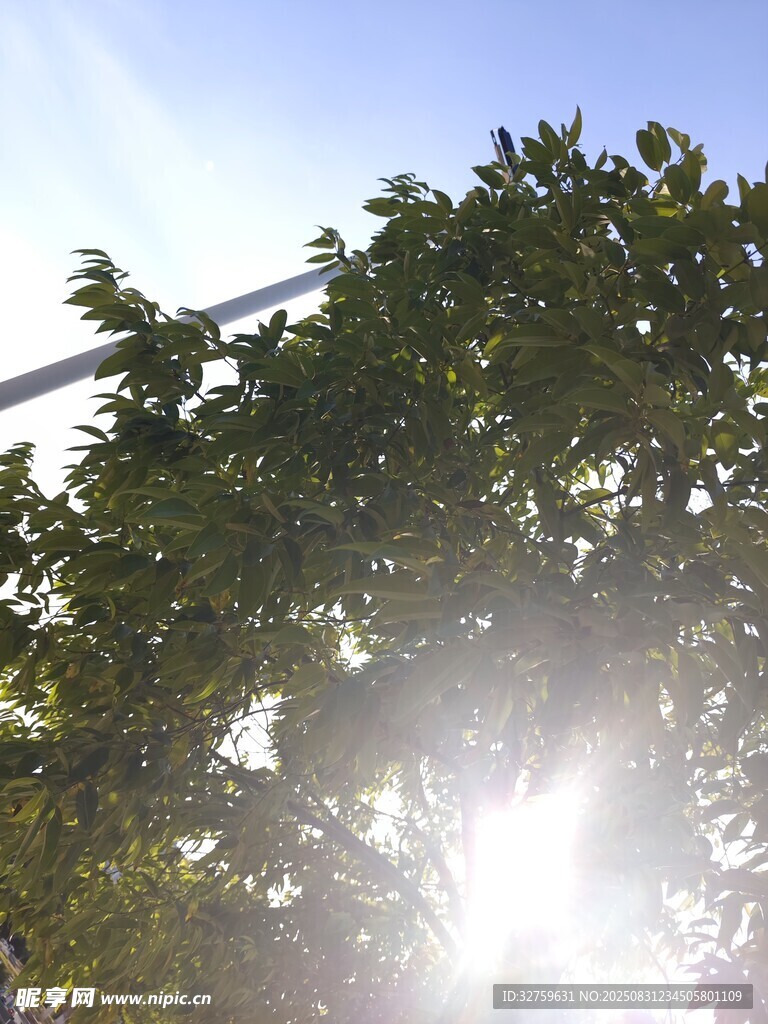 阳光透过树叶洒下美景