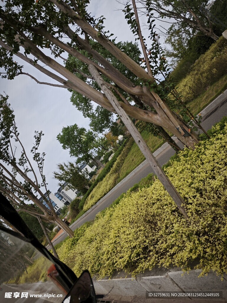 路边绿植与树木景观