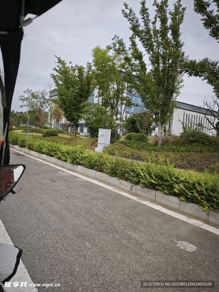 车窗外的路边绿植景观
