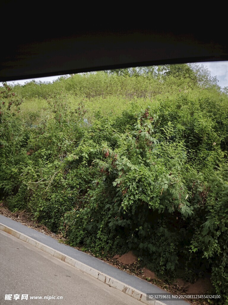路边繁茂绿植景观