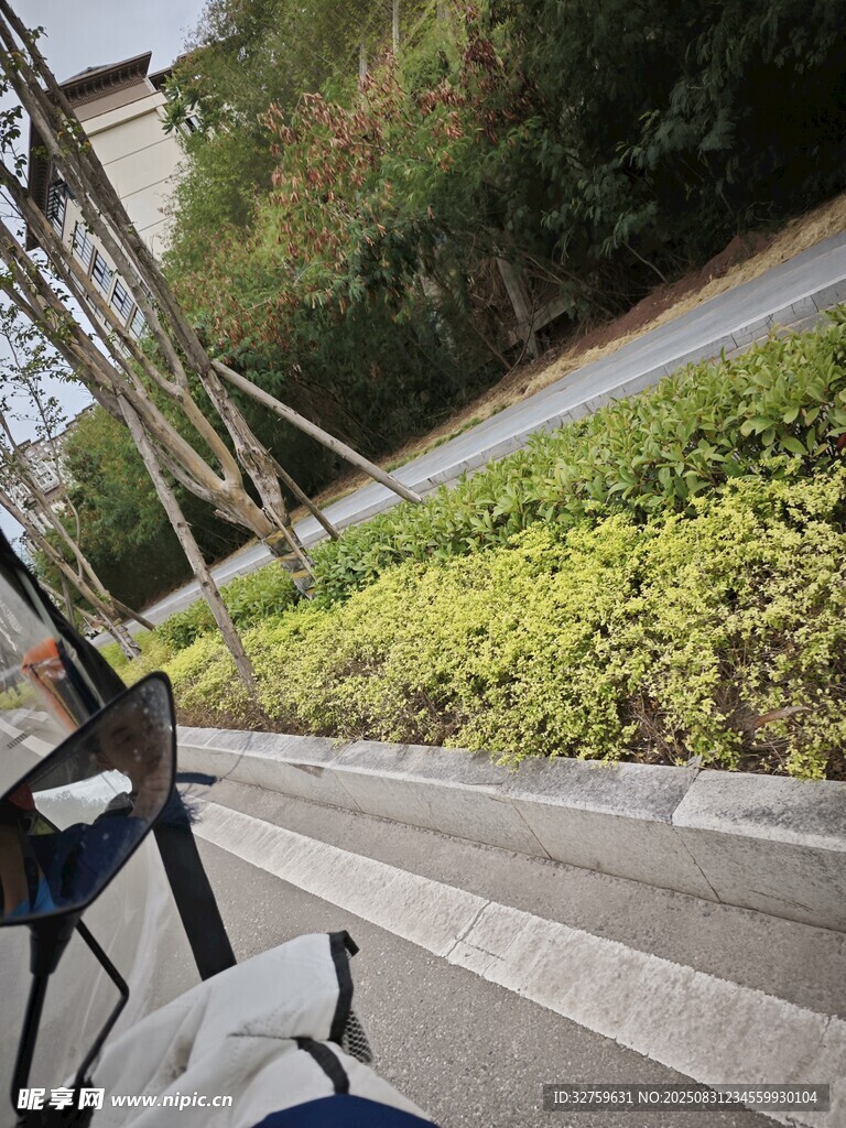 骑行视角下的路边绿植景观