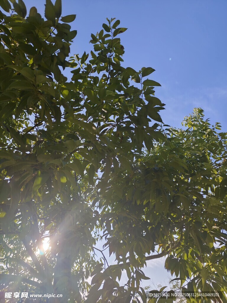 阳光透过树叶洒下的美景
