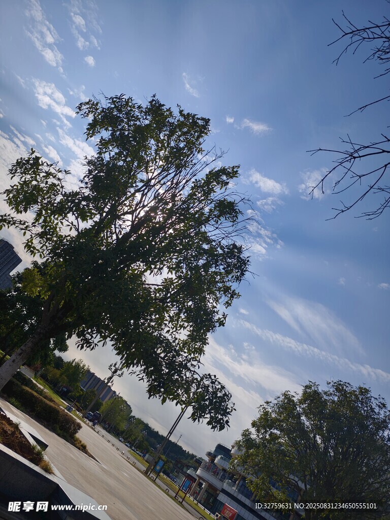 蓝天白云下的葱郁树木
