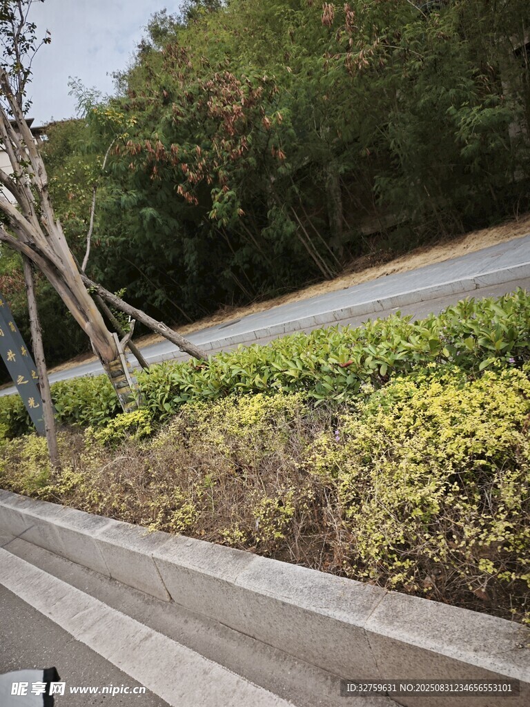 户外木质步道旁绿植景观
