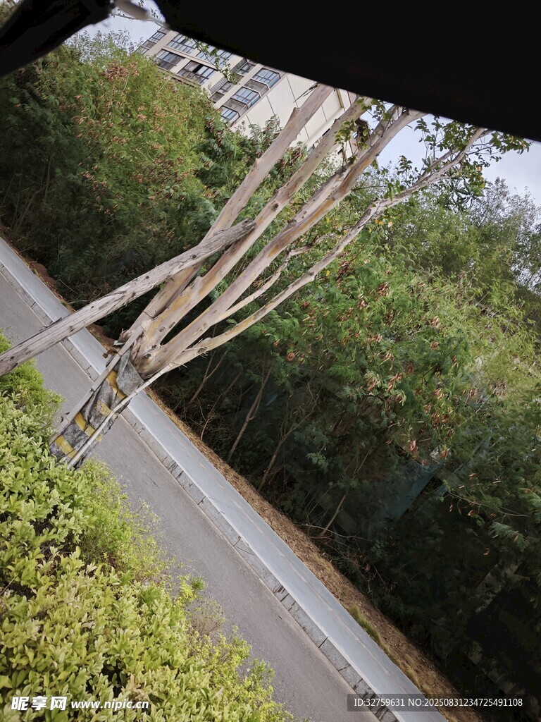 路边盘根错节的奇特树木