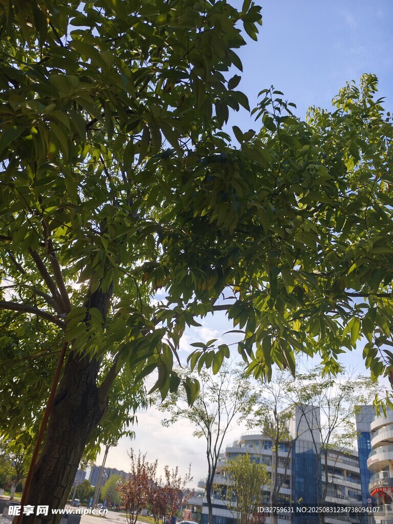 绿树掩映下的城市建筑