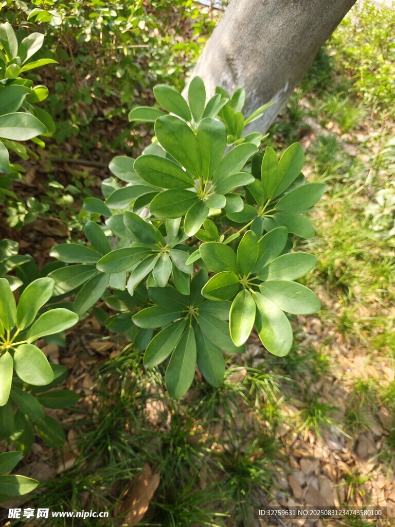 绿叶繁茂的植物特写