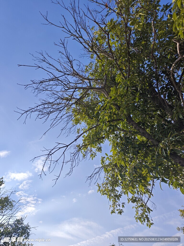 蓝天映衬下的繁茂树木