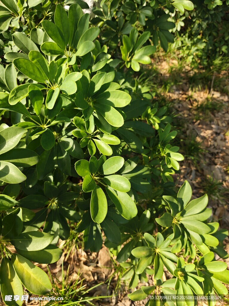 绿叶繁茂的植物景观