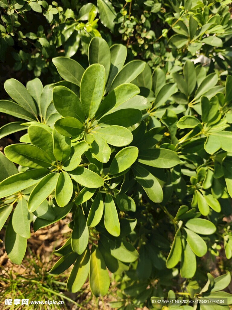 绿叶繁茂的植物景观