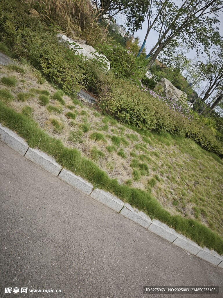 路边绿植景观