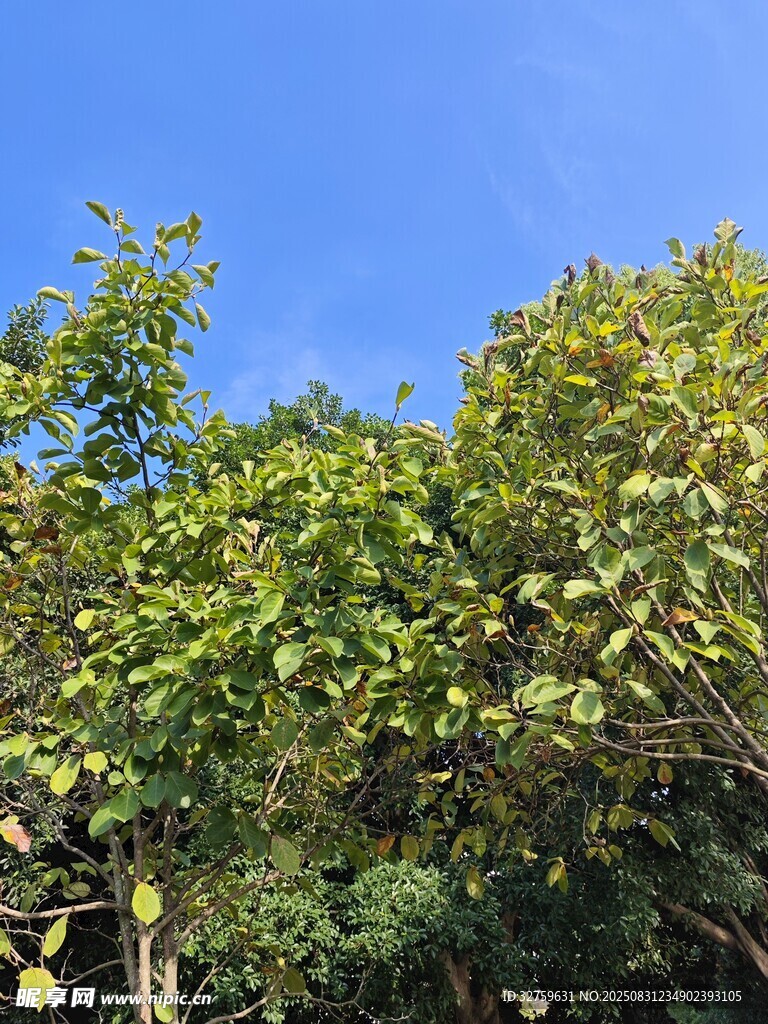 蓝天映衬下的葱郁树冠