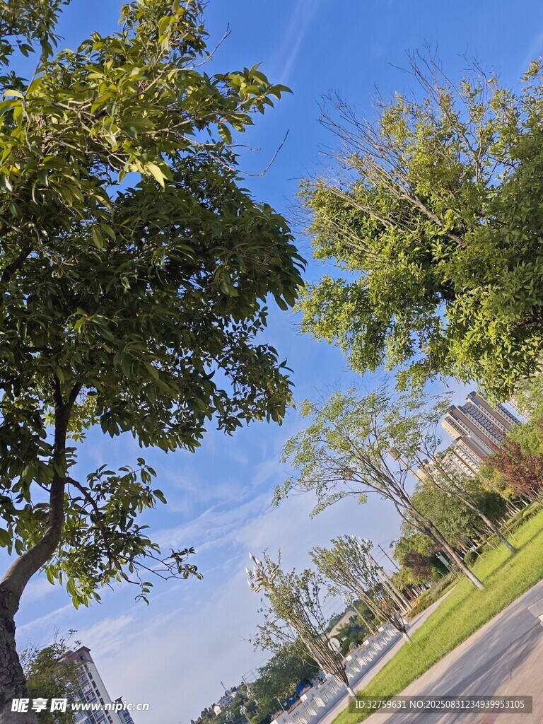 晴朗街道旁的葱郁树木