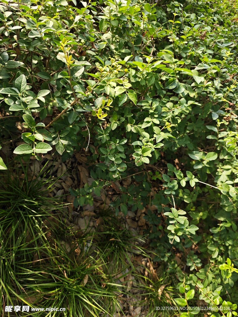 繁茂绿植景观