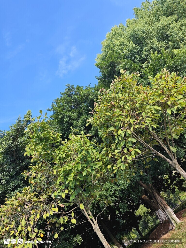 蓝天绿树风景图