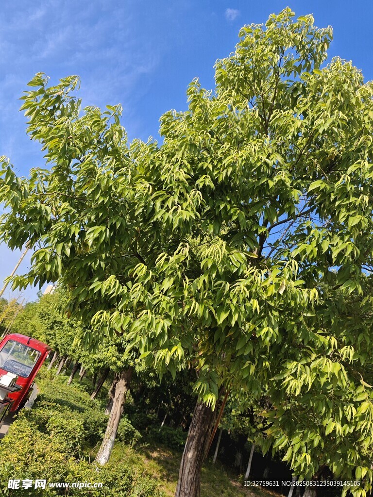 阳光下葱郁的绿树