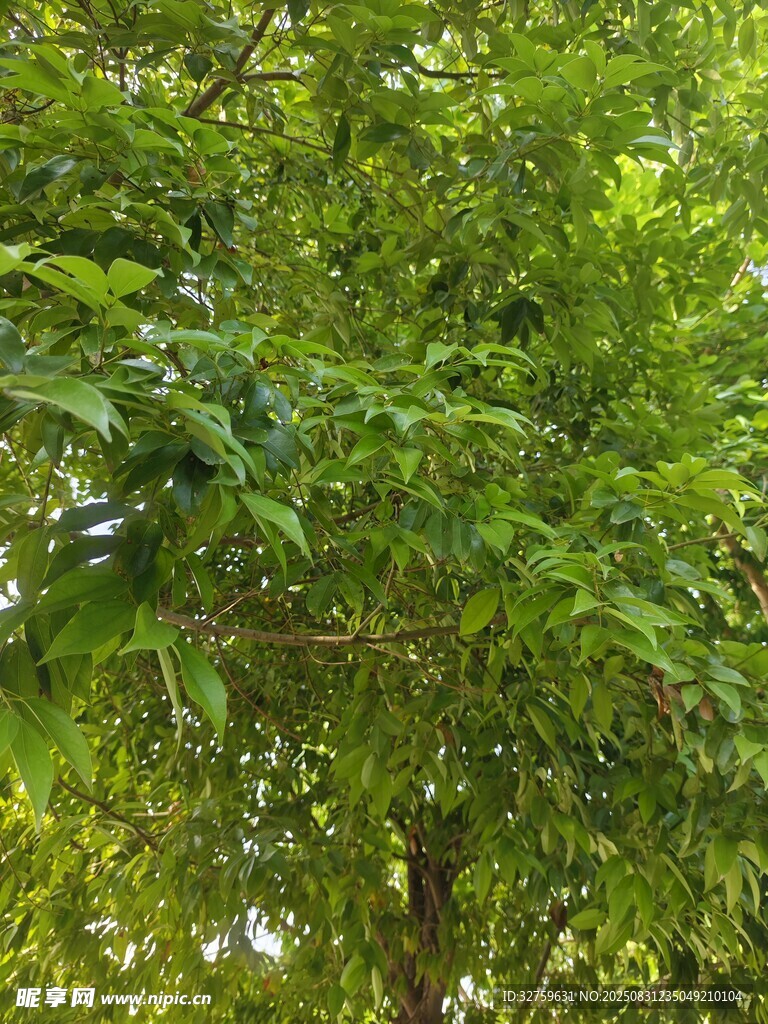 茂密绿意盎然的繁茂树林