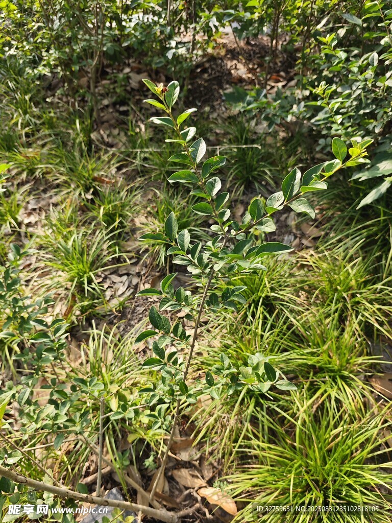 繁茂绿植景观