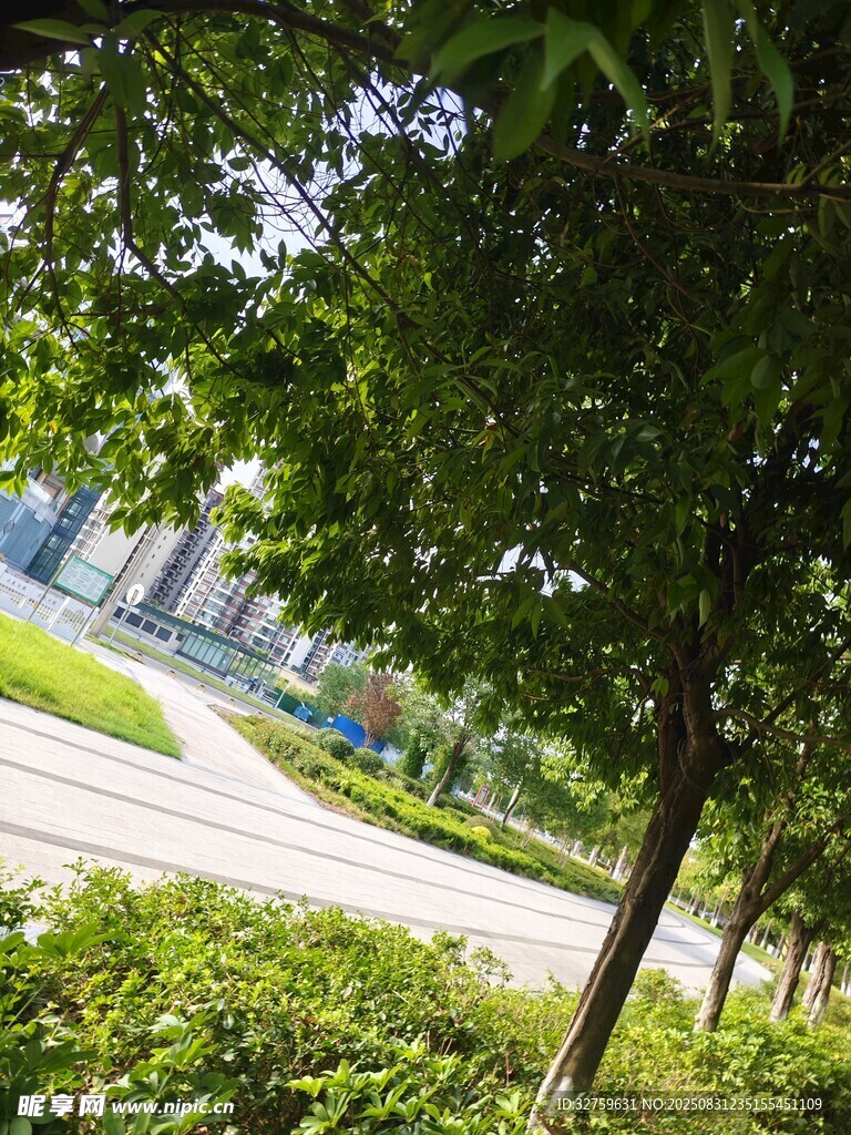 绿树环绕的清新户外景致