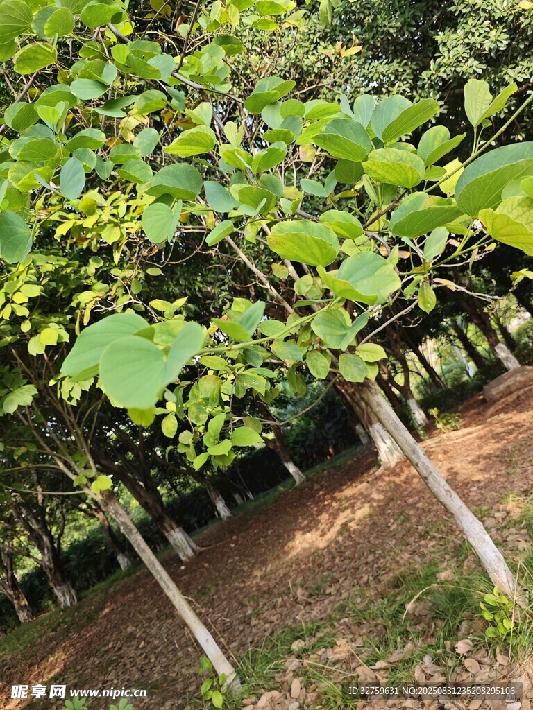 茂密桑树林