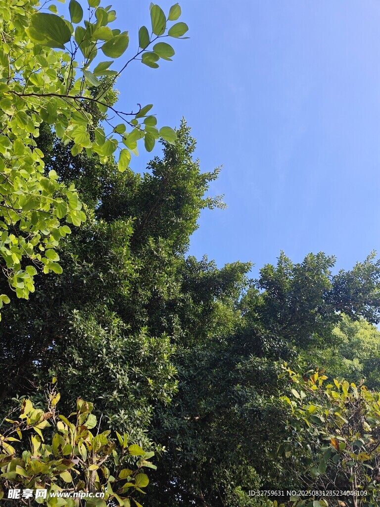 蓝天绿树间的自然景致