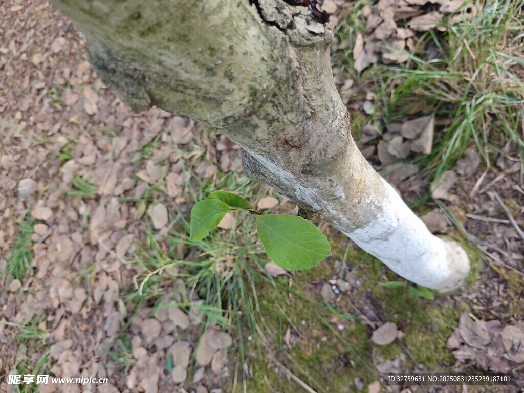 树干上的白色菌类