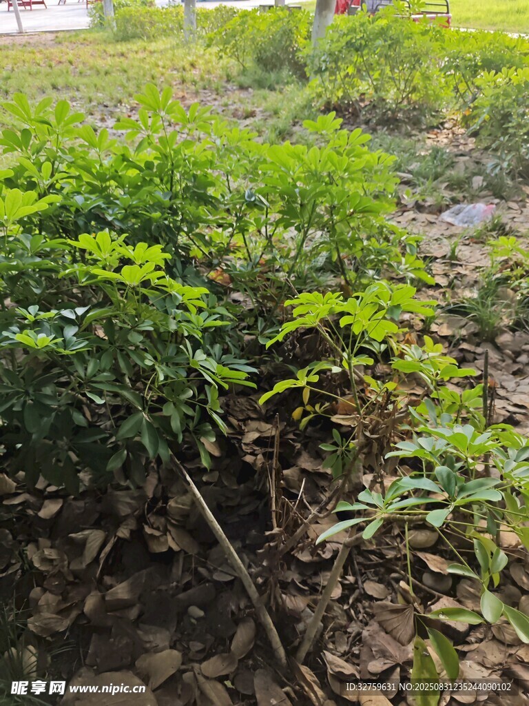 野外丛生的绿色植物