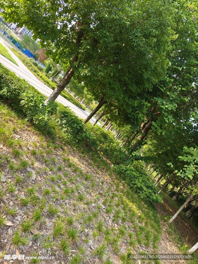 林间草地绿意盎然景色