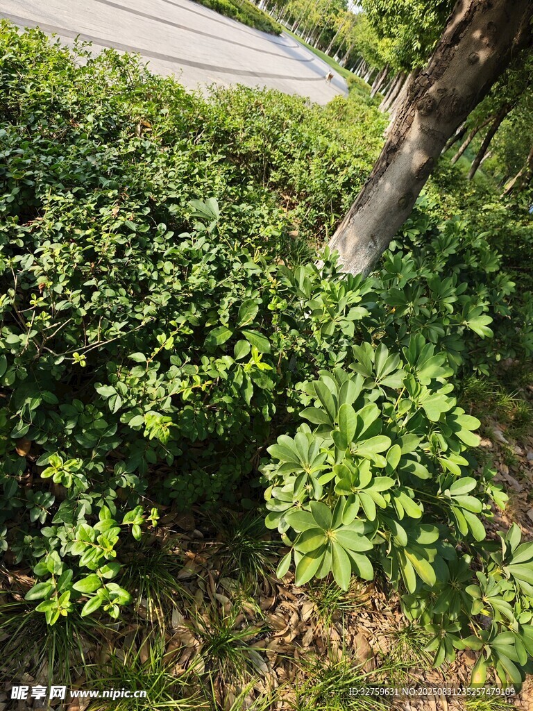 绿意盎然的灌木丛景观