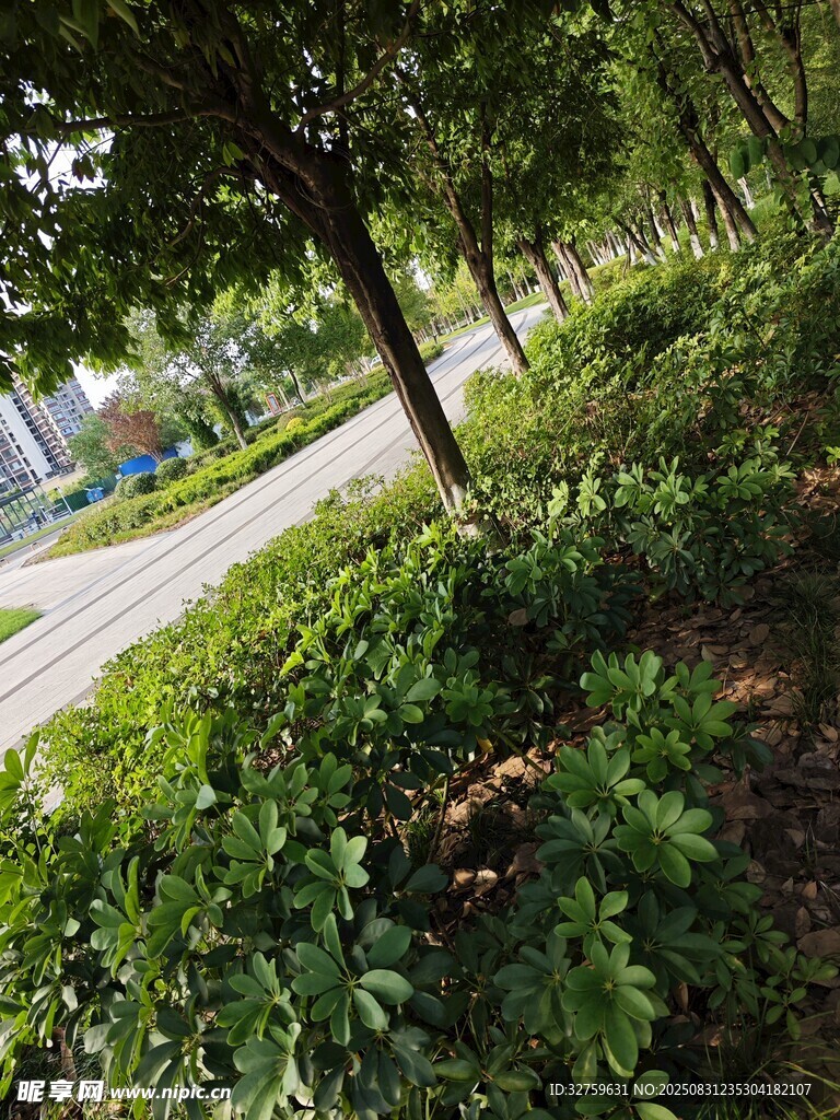 路边绿意盎然的树木与灌木