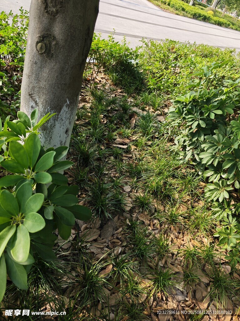 树干旁的绿色植物景观
