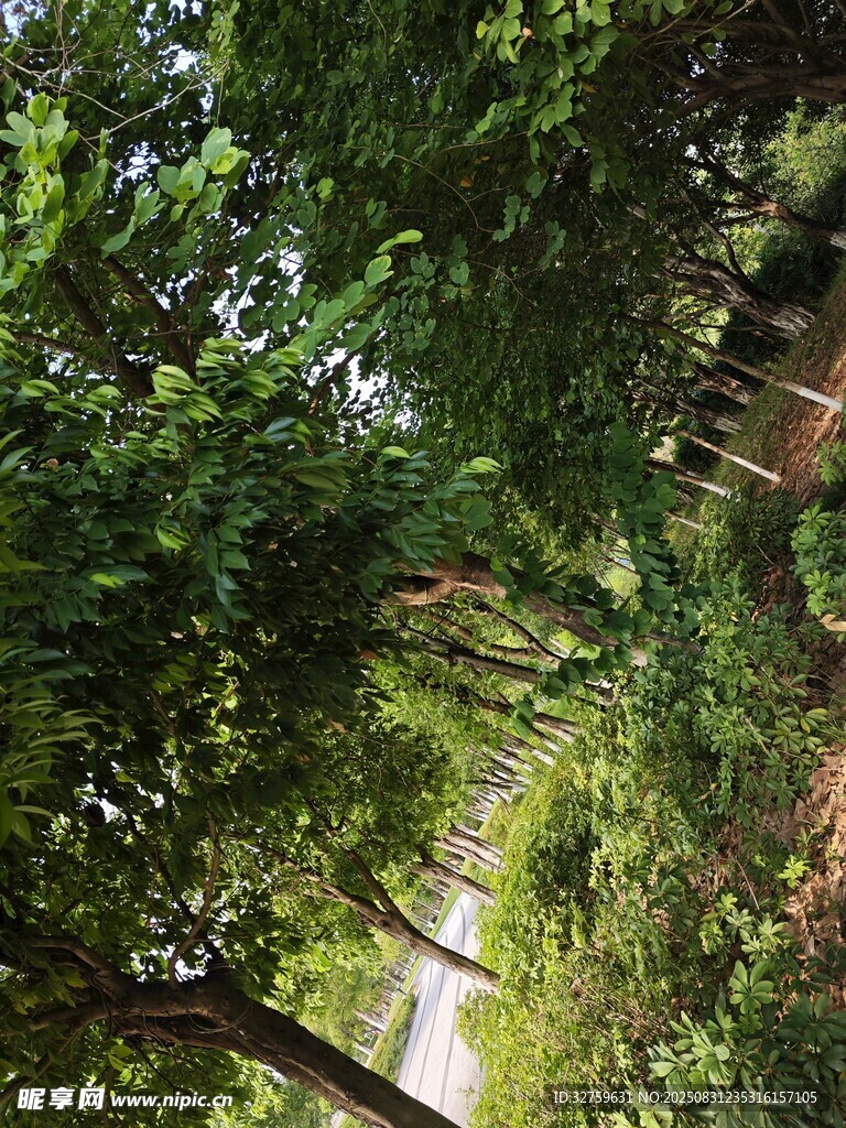 茂密森林绿意盎然景象