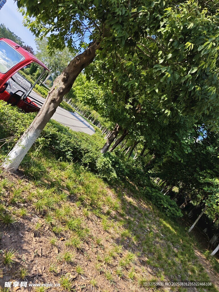 户外绿树旁的场景