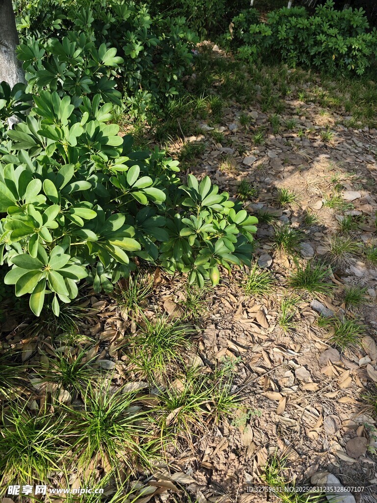 户外草丛绿植景象