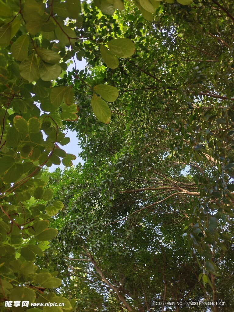 茂密丛林绿意盎然