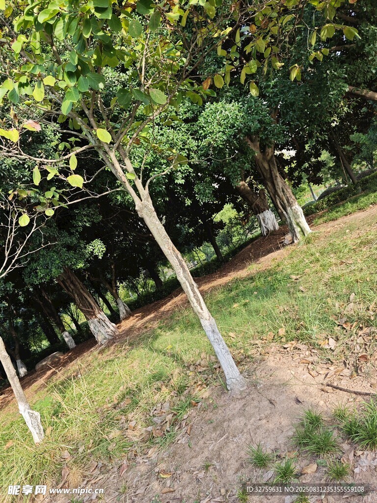 林间树木与草地景观