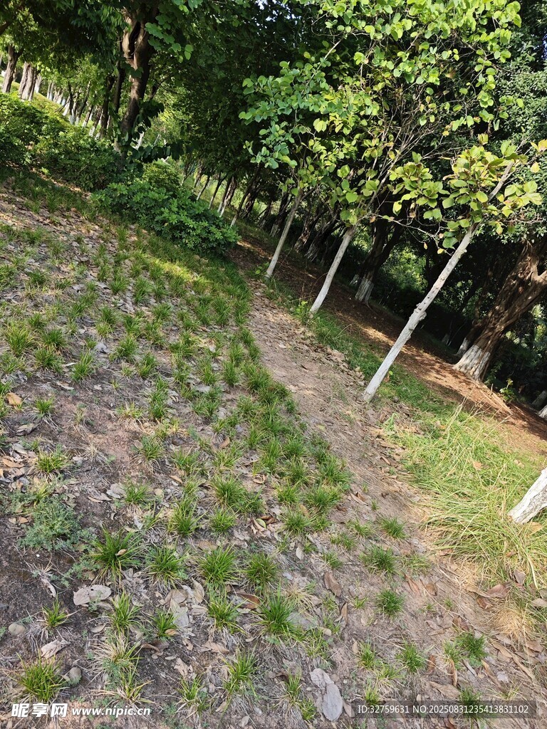 林间紫色小花种植地