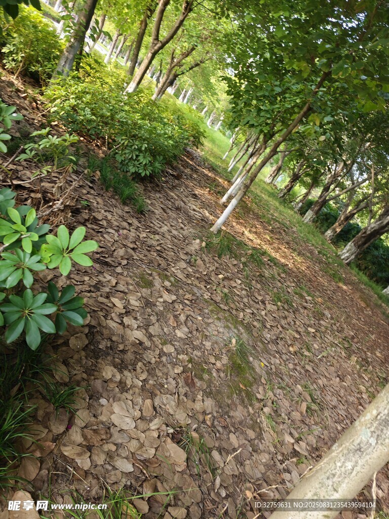 户外山坡绿植景观